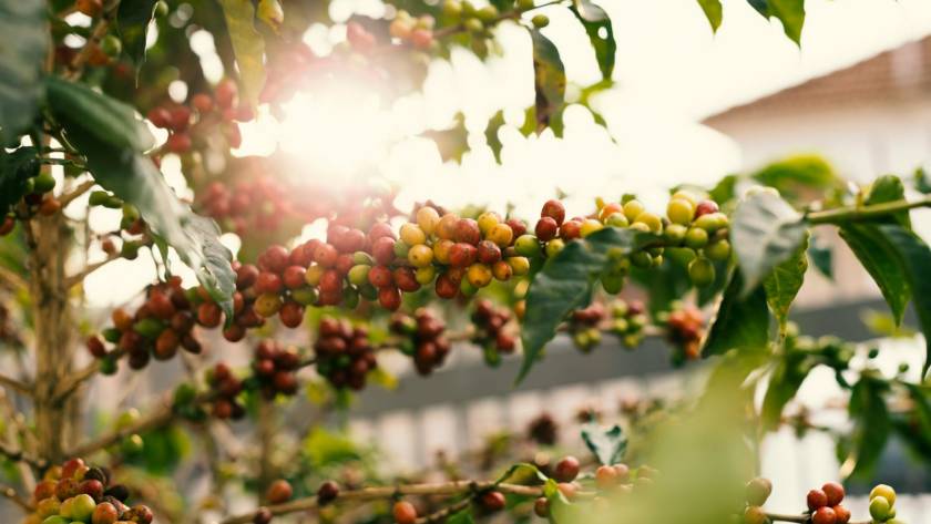 Red and Yellow Coffee Berries on Branch