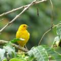 Sustaining Biodiversity: The Role of Shade-Grown Coffee Farms