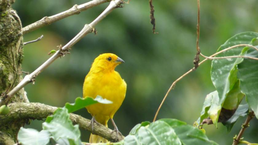 a yellow bird sitting on top of a tree branch