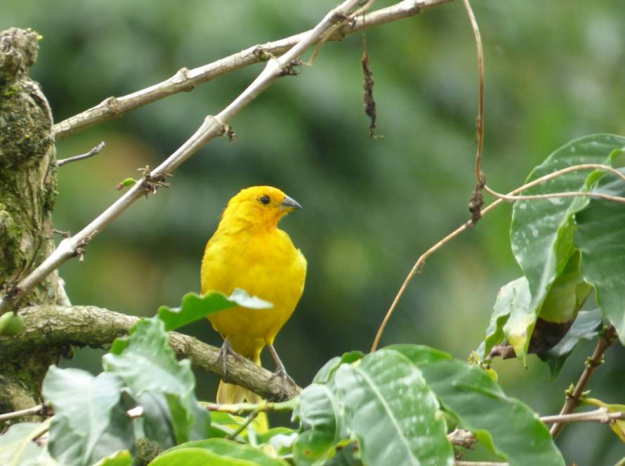 a yellow bird sitting on top of a tree branch